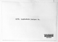 Lophodermium juniperinum image